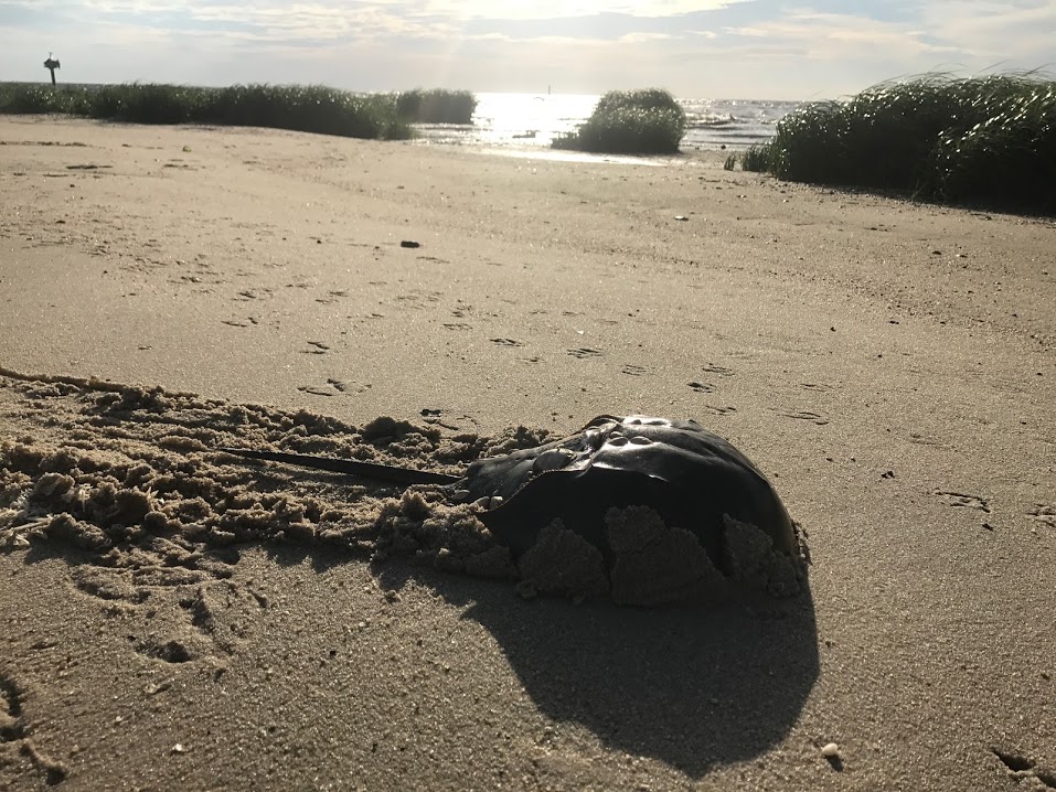 horseshoe crab plowing through the sand